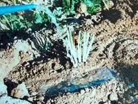 Агротехніка вирощування сибірських ірисів (агротехніка) Агротехніка вирощування сибірських ірисів