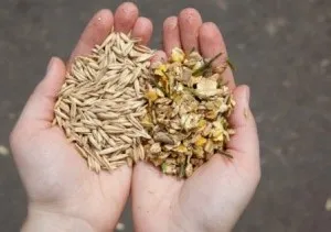 Афлатоксин що це, де міститься, симптоми отруєння, профілактика (симптоми) Афлатоксин що це, де міститься, симптоми отруєння, профілактика