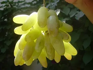 Абхазія календар фруктів і ласощів (Абхазія) Абхазія календар фруктів і ласощів