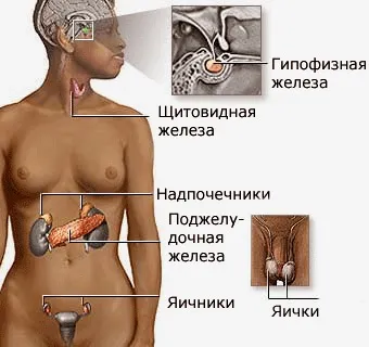 Адреналін, кортизол, прогестерон, інсулін для здоров'я жінки (адреналін) Адреналін, кортизол, прогестерон, інсулін для здоров'я жінки