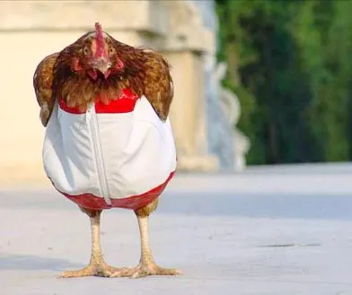 А де живуть ваші кури