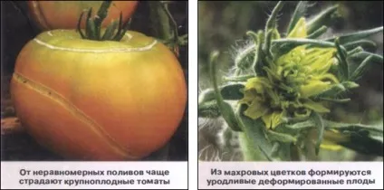 6 Помилок вирощування томатів (склали) 6 Помилок вирощування томатів