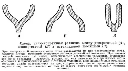 Адаптивна радіація - біологія