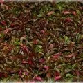 Анагалліс, або очний колір (anagallis) фото, вирощування