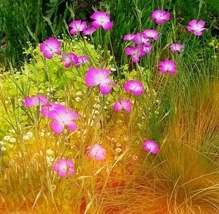 Анагалліс, або очний колір (anagallis) фото, вирощування