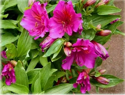 Анагалліс, або очний колір (anagallis) фото, вирощування