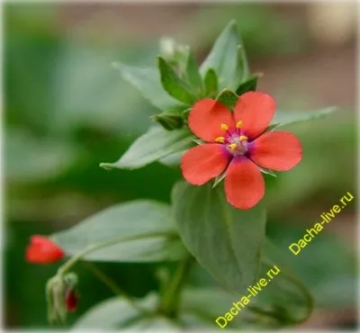 Анагалліс, або очний колір (anagallis) фото, вирощування