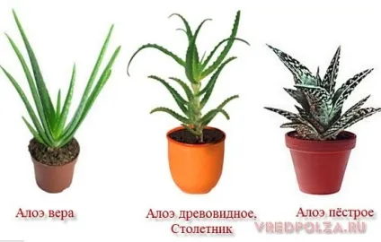 Алое корисні властивості і протипоказання (властивості) Алое корисні властивості і протипоказання