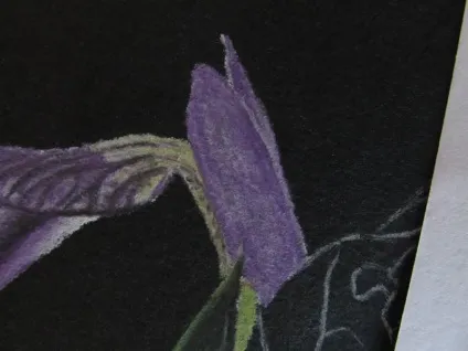 Анемона і ірис