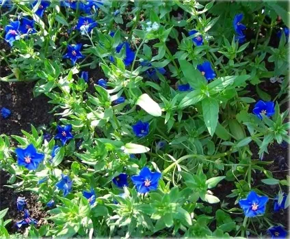 Анагалліс, або очний колір (anagallis) фото, вирощування