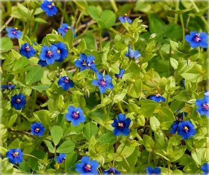Анагалліс, або очний колір (anagallis) фото, вирощування
