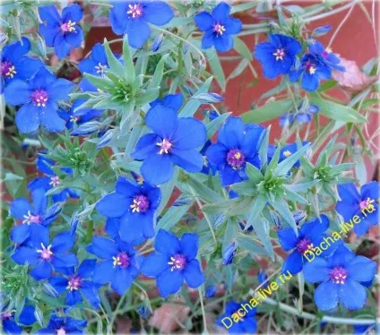 Анагалліс, або очний колір (anagallis) фото, вирощування