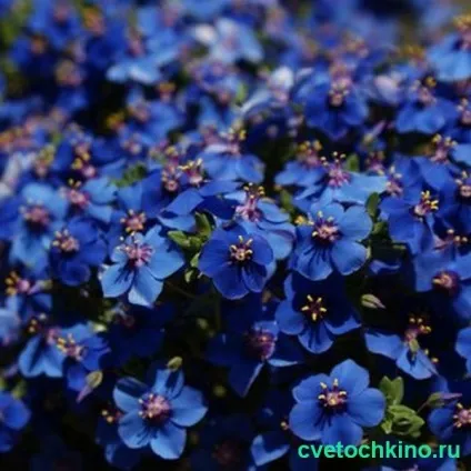 Анагалліс фото, вирощування з насіння і поради по догляду
