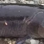 Ароматизатори для лову риби, активатори, діпи, природні відеорибалка, мобільна версія (діпи) Ароматизатори для лову риби, активатори, діпи, природні відеорибалка, мобільна версія