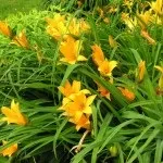 Астильба в дизайні присадибної ділянки красивий екстер'єр клумби на фото (дизайні) Астильба в дизайні присадибної ділянки красивий екстер'єр клумби на фото