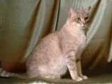Австралійський мист фото кішки, опис, характер і відгуки (відгуки) Австралійський мист фото кішки, опис, характер і відгуки
