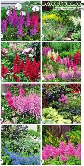 Астильба в квітнику (фото) - сорти, посадка і сполучуваність з іншими квітами, сайт про сад, дачі і