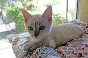 Австралійський мист фото кішки, опис, характер і відгуки (кошеня) Австралійський мист фото кішки, опис, характер і відгуки