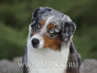 Австралійська вівчарка і схожі породи з фото - пастуші породи собак - пастуша собака (австралійська вівчарка) Австралійська вівчарка і схожі породи з фото - пастуші породи собак - пастуша собака