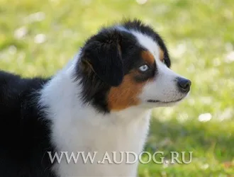 Австралійська вівчарка і схожі породи з фото - пастуші породи собак - пастуша собака (коллі) Австралійська вівчарка і схожі породи з фото - пастуші породи собак - пастуша собака