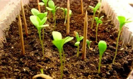 Астра багаторічна посадка і догляд, вирощування з насіння (посадка) Астра багаторічна посадка і догляд, вирощування з насіння