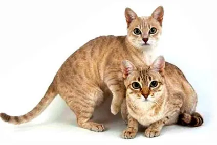 Австралійський мист фото кішки, опис, характер і відгуки (кошеня) Австралійський мист фото кішки, опис, характер і відгуки