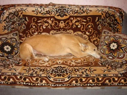 А ваша собака де спить