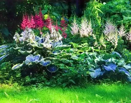 Астильба в ландшафтному дизайні саду фото (дизайні) Астильба в ландшафтному дизайні саду фото