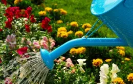 Бальзамін камелія вирощування з насіння (бальзамін) Бальзамін камелія вирощування з насіння