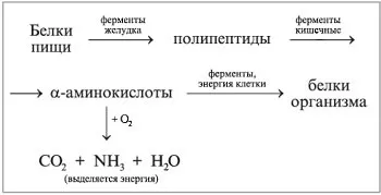 Білки, їх будова і функції (Демонстрація фрагмента частини) Білки, їх будова і функції