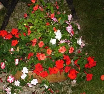 Бальзамін камелія вирощування з насіння, посадка і догляд (посадка) Бальзамін камелія вирощування з насіння, посадка і догляд