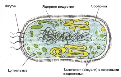 Бактерії коротка інформація