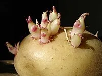 Біологія (6 клас)
