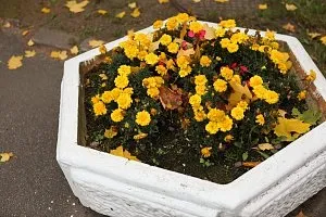 Благоустрій двору як зробити територію навколо будинку затишною, розумна нерухомість (територію) Благоустрій двору як зробити територію навколо будинку затишною, розумна нерухомість