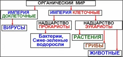 біологічна систематика