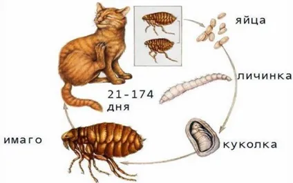 Блошиний дерматит у собак, кішок симптоми, лікування, фото (собак) Блошиний дерматит у собак, кішок симптоми, лікування, фото