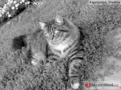 Безпородні кішки і метиси - «ідеальна суміш сибіряка і ь всього мого котик Филимон або (котик) Безпородні кішки і метиси - «ідеальна суміш сибіряка і ь всього мого котик Филимон або