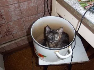 Хвороби лап кішок, koshka v dome