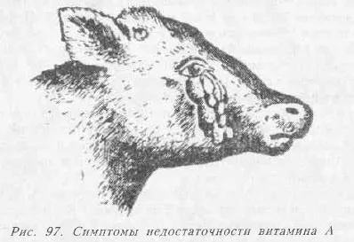 хвороби молодняку