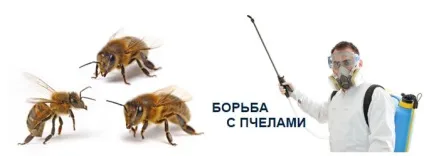 Боротьба з бджолами, служба дезінсекції (служба) Боротьба з бджолами, служба дезінсекції
