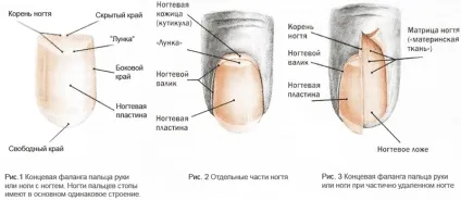 Хвороби нігтів на ногах через що можуть виникнути грибкові та інші захворювання нігтів ніг (через) Хвороби нігтів на ногах через що можуть виникнути грибкові та інші захворювання нігтів ніг