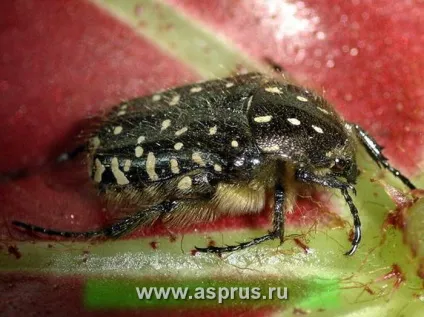 Бронзовка волохата (аленка волохата) - небезпечний шкідник плодових і ягідних культур, аппяпм (куплю) Бронзовка волохата (аленка волохата) - небезпечний шкідник плодових і ягідних культур, аппяпм