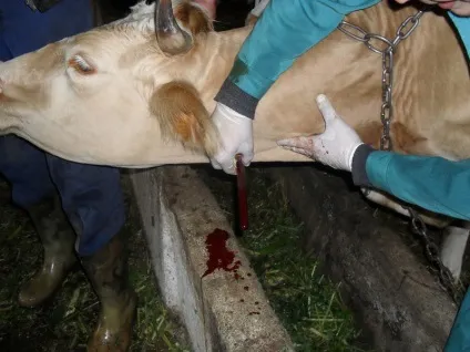 Хвороби корів причини, симптоми, способи лікування, профілактика тварин (корів) Хвороби корів причини, симптоми, способи лікування, профілактика тварин