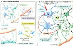 Центральна нервова система