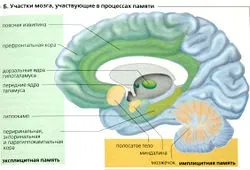 Центральна нервова система