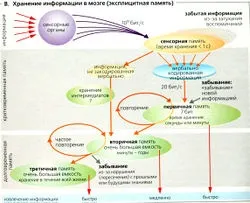 Центральна нервова система
