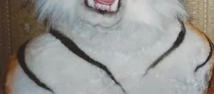чим фарбувати