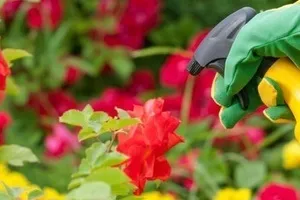 Чим обприскувати троянди від шкідників магія рослин (рослин) Чим обприскувати троянди від шкідників магія рослин