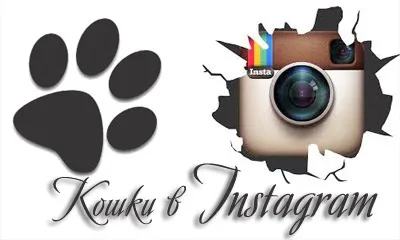 Catstacam - камера для кішок, яка викладає фото в instagram (камера від whiskas) Catstacam - камера для кішок, яка викладає фото в instagram