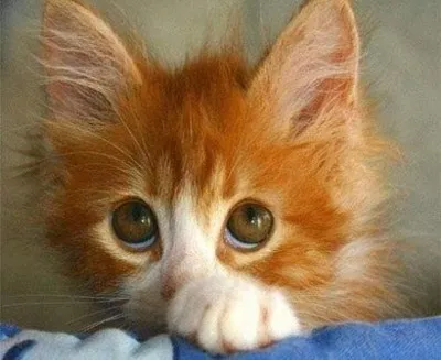 Catstacam - камера для кішок, яка викладає фото в instagram (викладає) Catstacam - камера для кішок, яка викладає фото в instagram